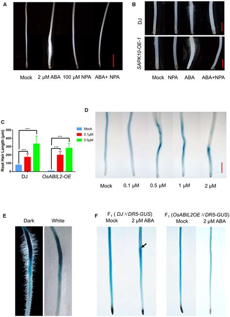 Frontiers Abscisic Acid Regulates Auxin Homeostasis In Rice Root Tips