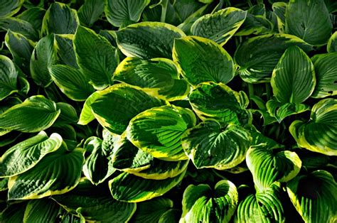 How To Grow Hostas Indoors 6 Tips Tricks And Guide House Grail