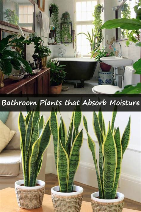 Bathroom Plants That Absorb Moisture House Plants Indoor House