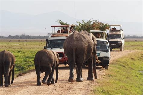 Safari Di Giorni Nel Masai Mara E Sul Lago Nakuru Da Nairobi Su