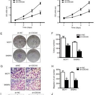 Cdca Knockdown Inhibits Bc Cell Proliferation And Migration A Mrna