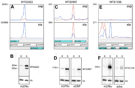 Intergenic Srnas Transcription Profiles And Northern Blots Showing The