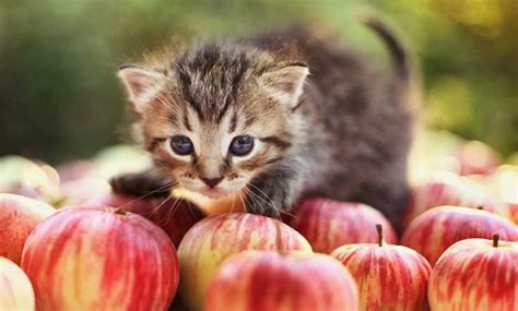 Can Cats Eat Apples A Complete Guide To Cats And Apples