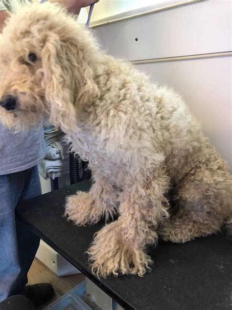 Removing Matted Dog Hair on Your Doodle: Ultimate Guide | Matted dog
