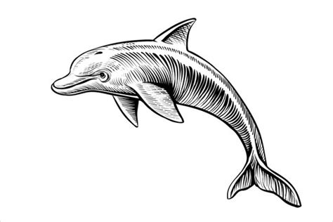 Realistic Dolphin Drawing