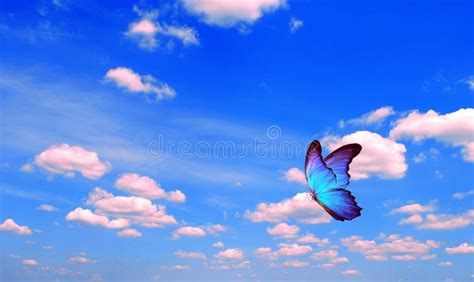 Bright Butterfly Flying In The Blue Sky With Clouds Flying Blue