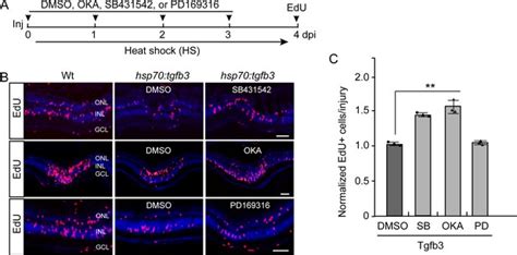 Figures And Data In Tgfb3 Collaborates With PP2A And Notch Signaling