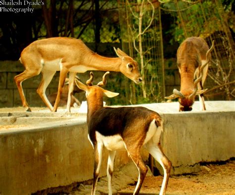 Magical Shots: Mysore Zoo Animals..!!