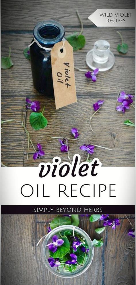 Violet Oil Recipe Wild Violet Recipes And Wild Violet Uses In 2024 Oil