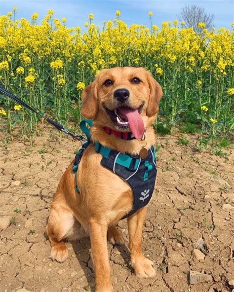 Beagle Mixes: 59 Cute Floppy-Eared Crossbreeds You'll Love