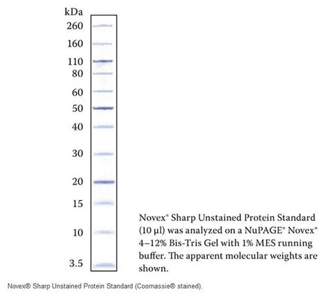 Protein Standards And Ladders Support Getting Started Thermo Fisher