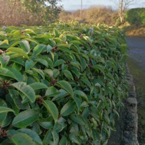 Buy Strong Bushy Laurel Hedge Plants Ireland Cullen Nurseries