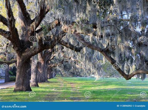 Live Oak Trees And Spanish Moss Savannah Georgia Stock Photo Image Of