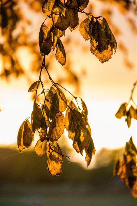 Wallpaper Sunlight Nature Reflection Branch Yellow Spring Tree