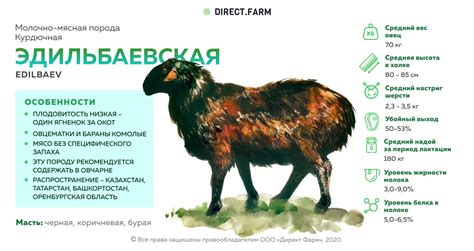 Эдильбаевская порода овец