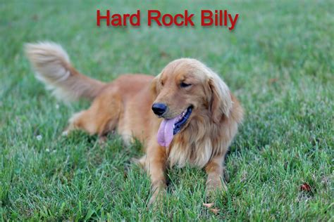 Hard Rock Billy My Golden Retriever Puppies