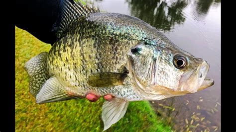 Catching Giant Crappie Tips For Targeting Big Slabs Youtube