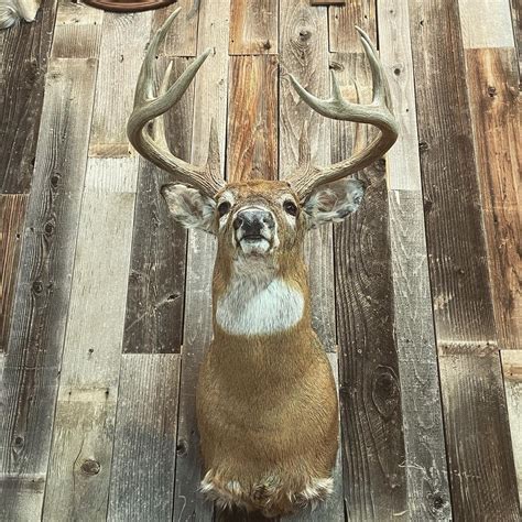 Whitetail Deer Immortal Mounts Taxidermy