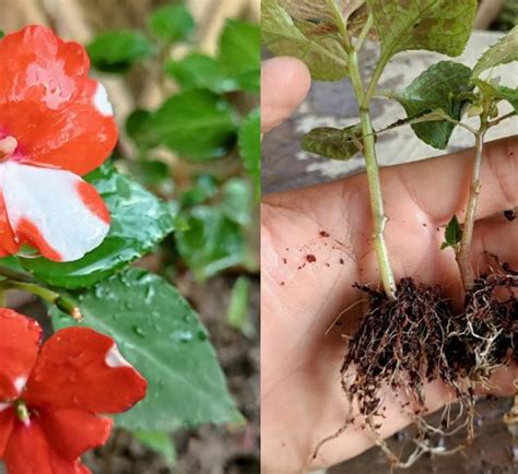 Easy Method To Grow Bougainvillea From Cuttings Step By Step Guide