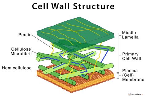 Cell Wall: Definition, Structure, & Functions with Diagram