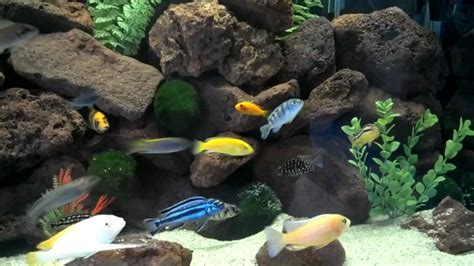 40 Gallon Breeder African Cichlid Tank 2 YouTube