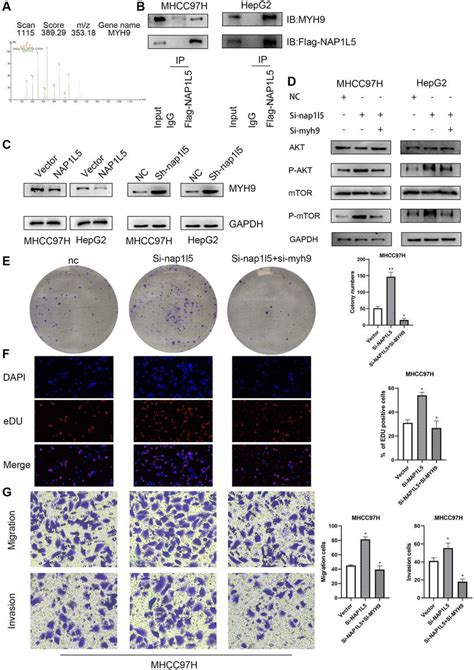 Effects Of Nap L Binding To Myh On Downstream Signaling Pathways And