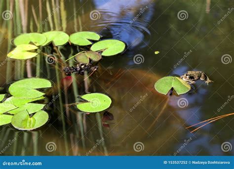 Frog In A Pond With Water Lilies Stock Photo Image Of Leaf