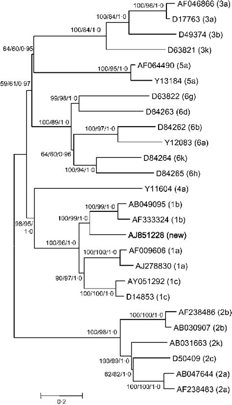 Maximum Likelihood Phylogenetic Tree Of Complete Genome Sequences The