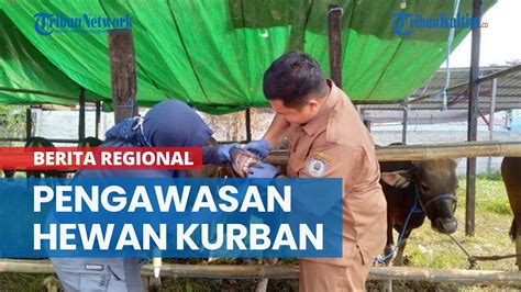 Jelang Idul Adha Dkp Bontang Tingkatkan Pengawasan Hewan Kurban