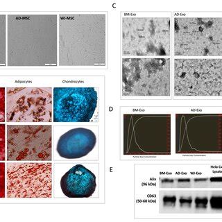 Effect Of Exosomes And MiR 145 On Neurogenesis A C17 2 Cells Were