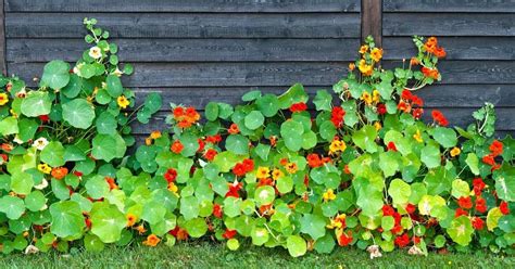 Your Guide To Growing Nasturtiums In North Texas The Dallas Garden School