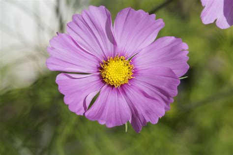 3840x2160 Wallpaper Purple Flower Shallow Focus Photography Peakpx