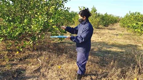 MAG presenta plan para el control de HLB en cítricos Nuestras Riquezas