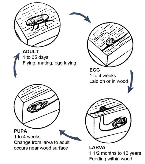 Ground Beetle Life Cycle