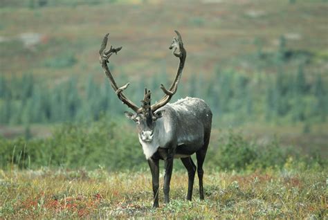 Caribou Wallpapers - Wallpaper Cave