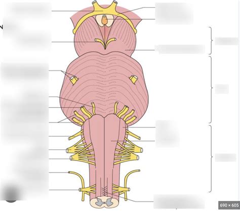 Dorsal Brainstem Diagram Quizlet