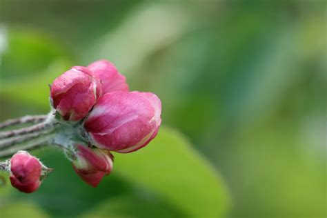 Fotos gratis manzana naturaleza rama fotografía hoja pétalo