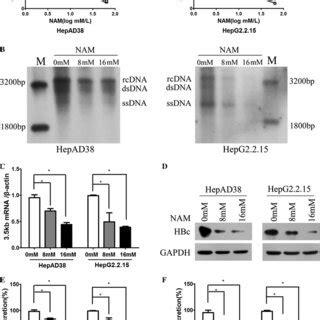 Inhibition Of Hbv Replication By Nicotinamide In The Hepad And