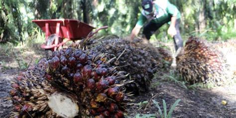 Hilirisasi Industri Sawit Perkuat Ekonomi Nasional Koran Jakarta