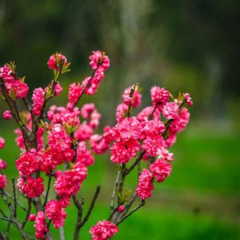 Flowering Peach Blossom Flower Power