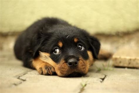 Cuidados De Un Rottweiler Cachorro