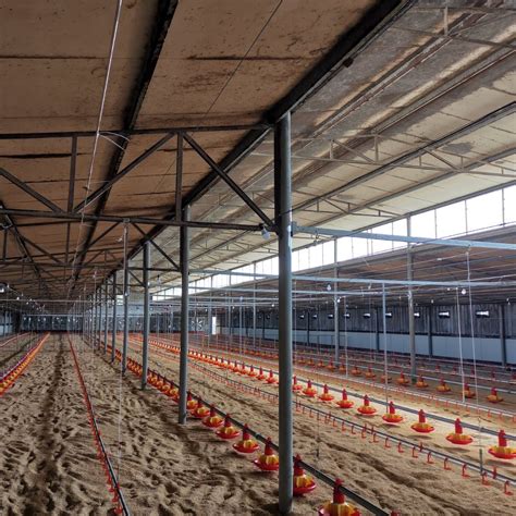 Poultry Chicken Broiler Farm Ground Floor Feeding Automatic Equipment China Chicken Shed