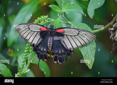 Beautiful pretty colourful butterfly with wings spread Stock Photo - Alamy