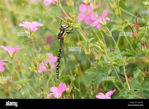 Southern Hawker Dragonfly Aeshna Cyanea Immature Male In Garden On