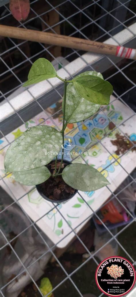 Hoya Coriacea Silver Rare Bolang Plant Garden