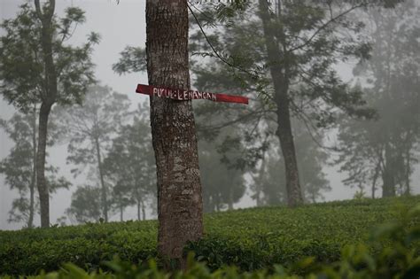 Rekomendasi Minuman Khas Wonosobo Dan Makanannya Yang Lezat