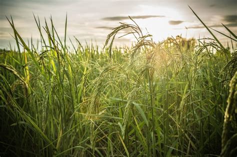 Reviving Rice-Fish Farming in the Philippines – Agriculture Monthly