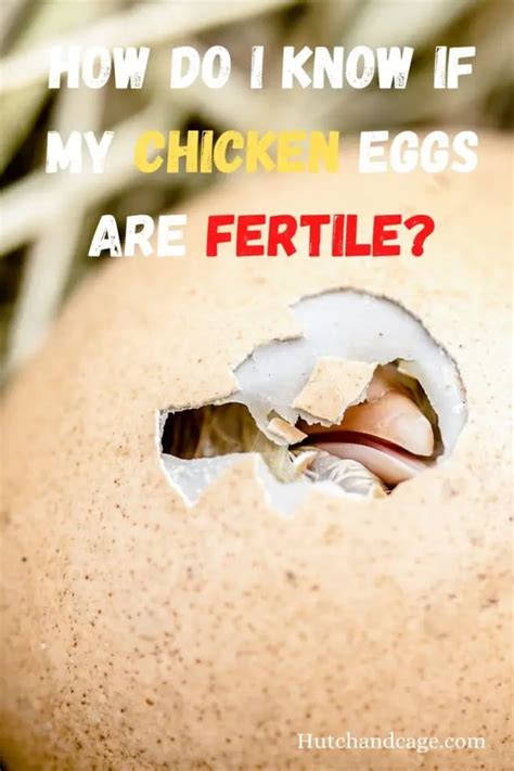 How Do I Know If My Chicken Eggs Are Fertile