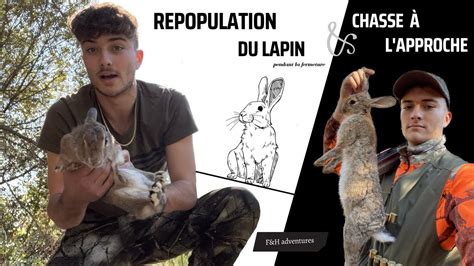 CHASSE à L APPROCHE et REPEUPLEMENT du LAPIN de garenne YouTube