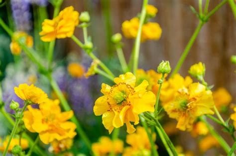 How To Grow Geums Avens These Plants Are A Firm Favourite At Rhs Chelsea Horticulture Magazine